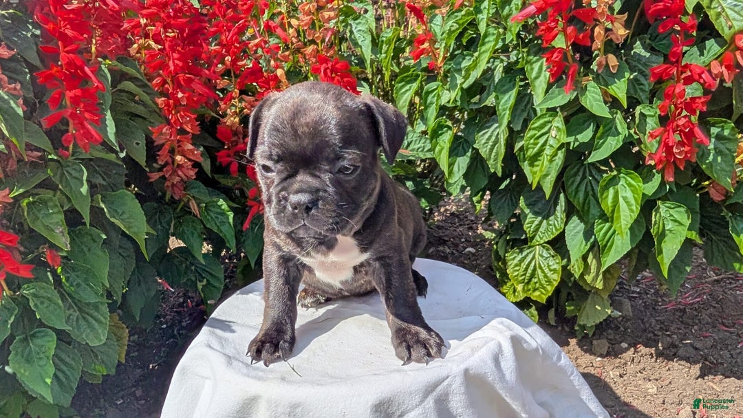 Frenchton dogs for sale: Nala - Image 4