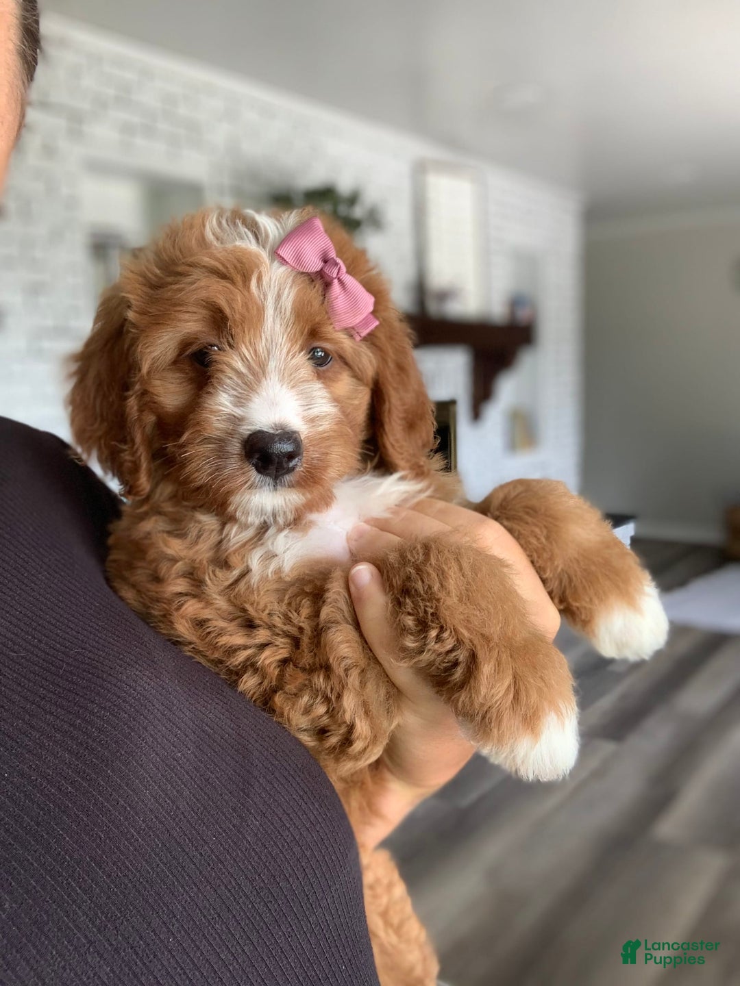 Bernedoodle dogs for sale: Autumn - Image 5
