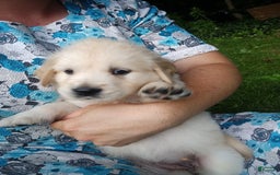 Golden Retriever dogs for sale: Poppy - Image 11