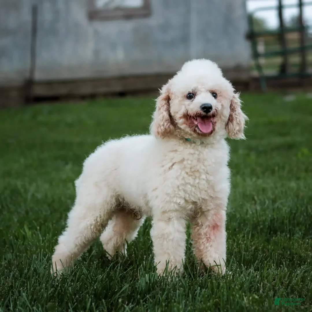 Shihpoo dogs for sale: Anya - Image 23