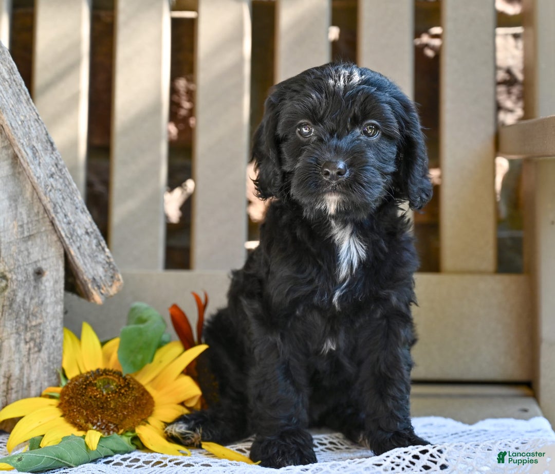 Cavapoo dogs for sale: Ruthie - Image 1