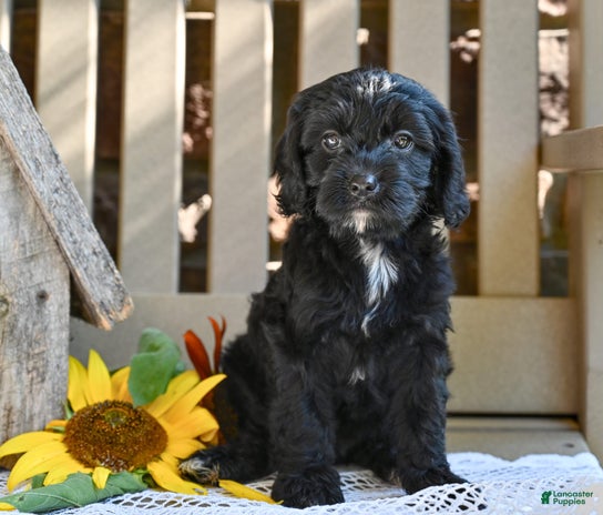 Cavapoo dogs for sale - Ad 4