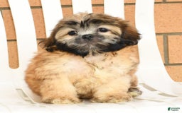 Teddy Bear dogs for sale: Scott - Image 9