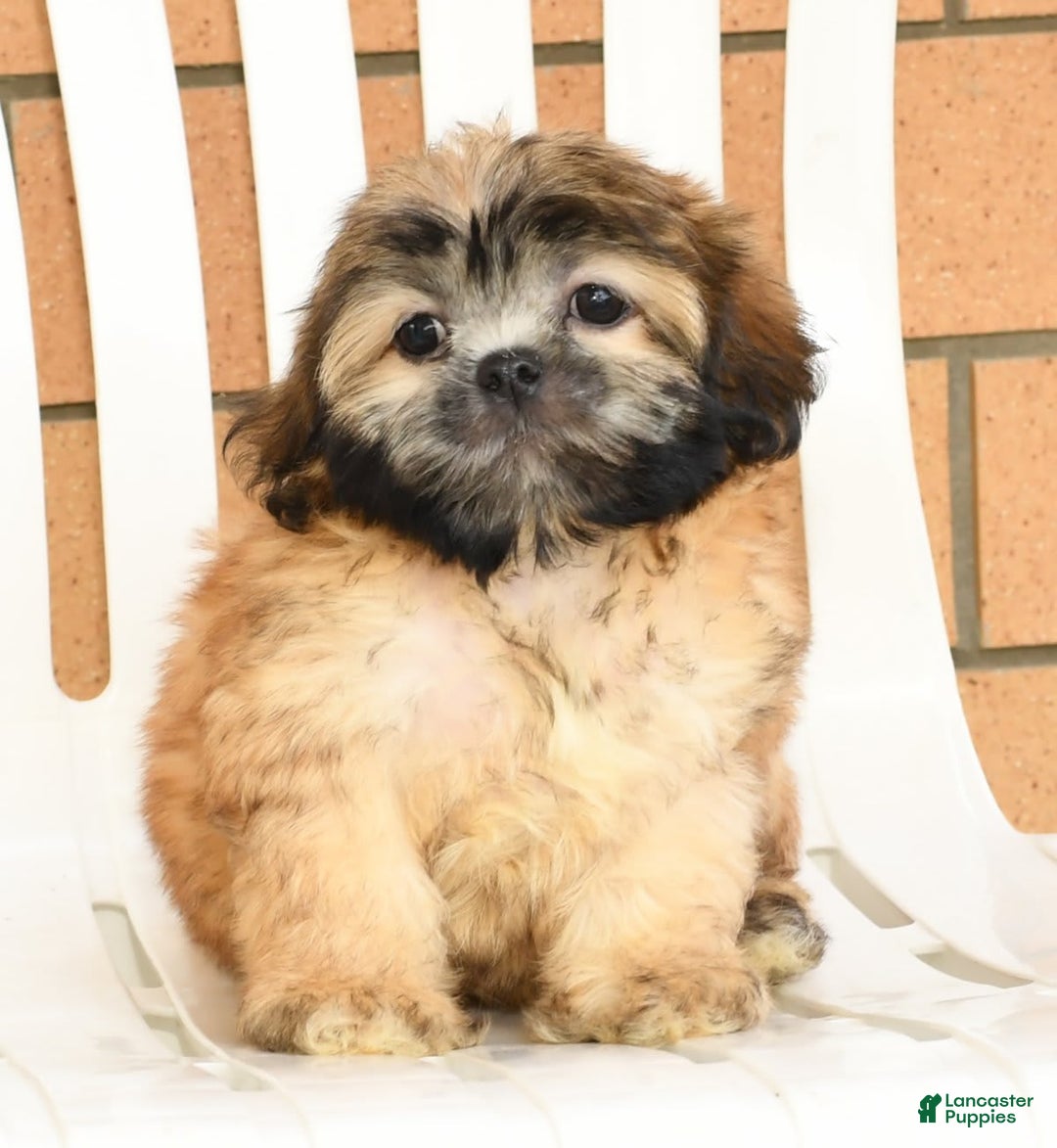 Teddy Bear dogs for sale: Scott - Image 9