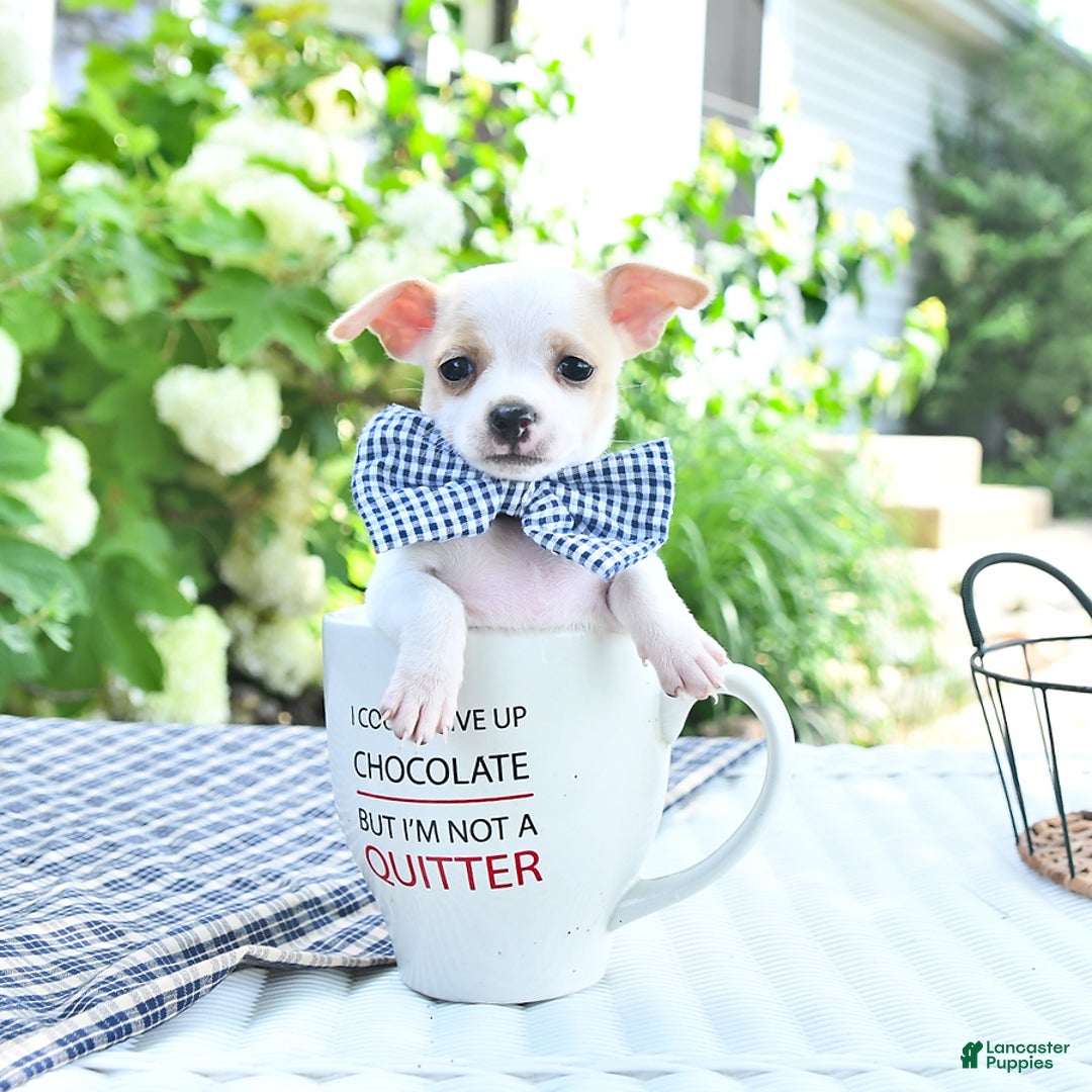Chihuahua dogs for sale: Tina - Image 8