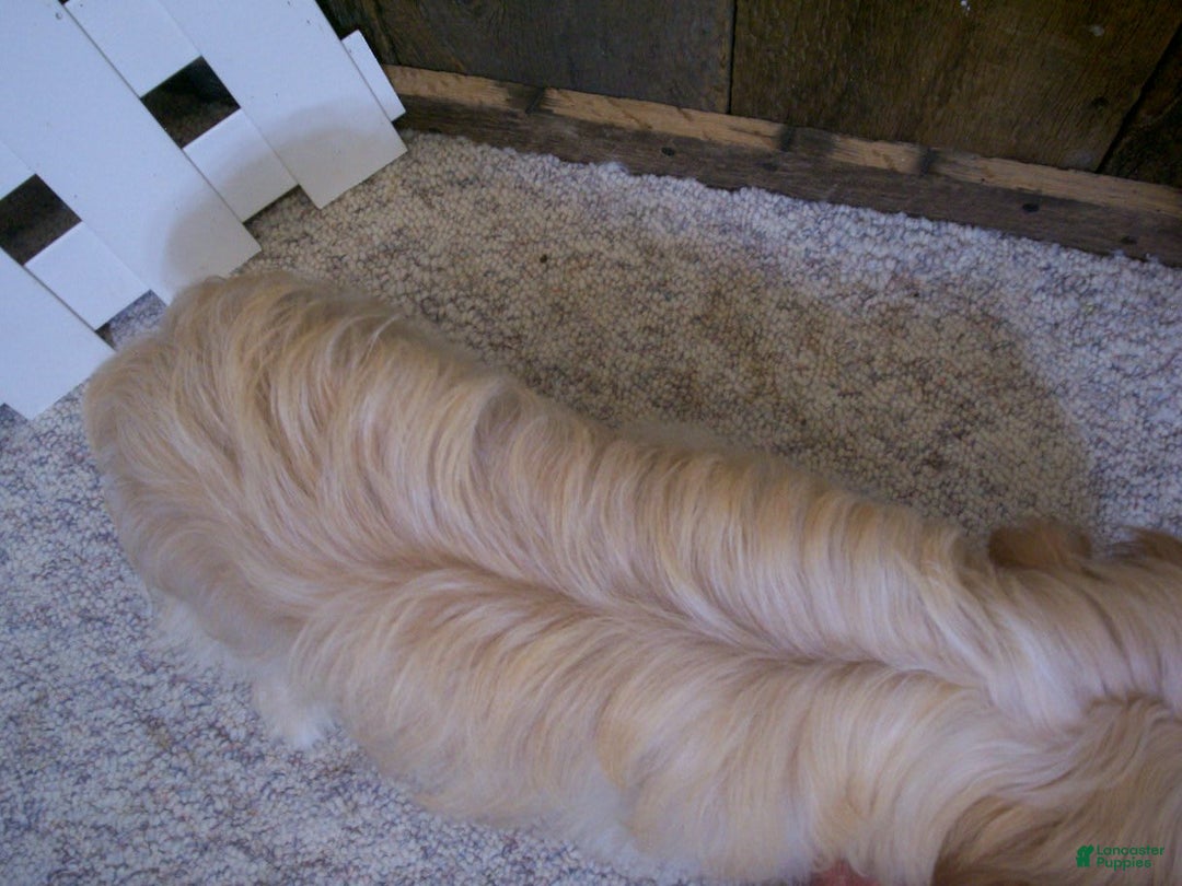 Cavachon dogs for sale: Piper - Image 12
