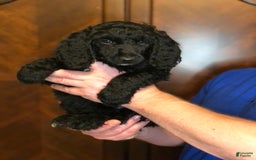 Standard Poodle dogs for sale: Dior - Image 2