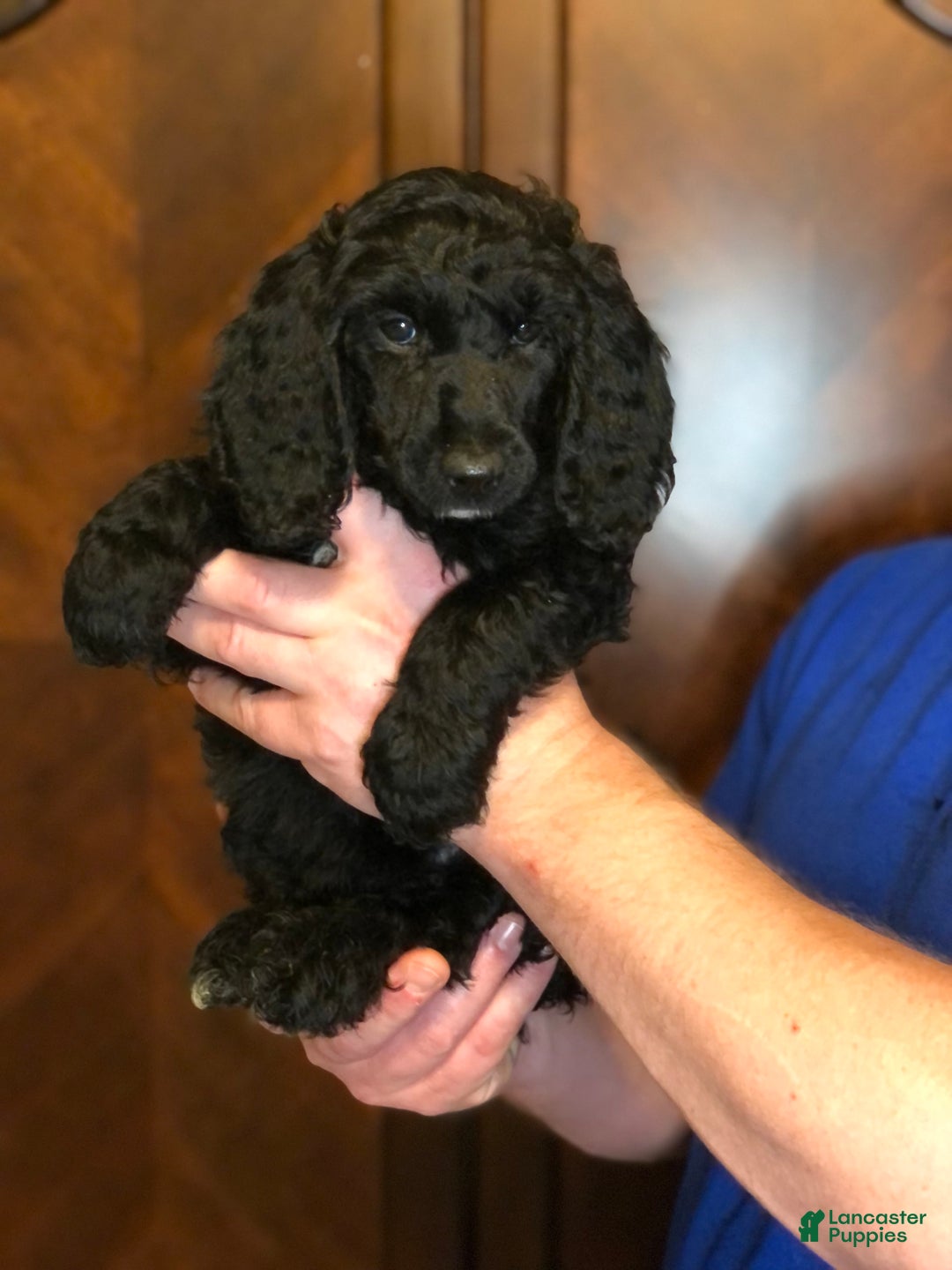 Standard Poodle dogs for sale: Dior - Image 2
