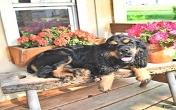 Cocker Spaniel dogs for sale: Banjo - Image 41