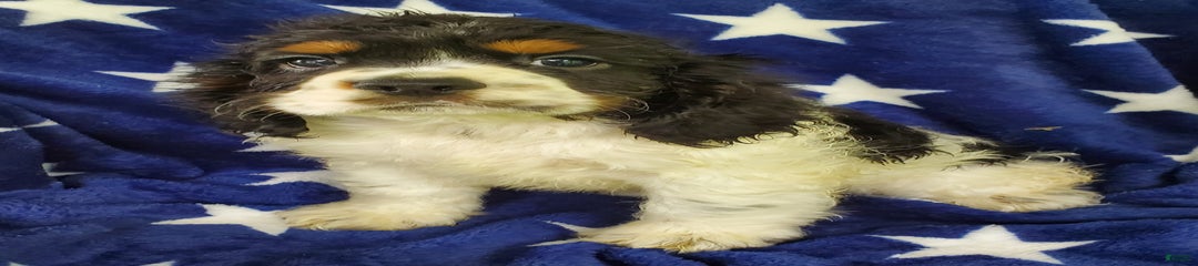 Captain