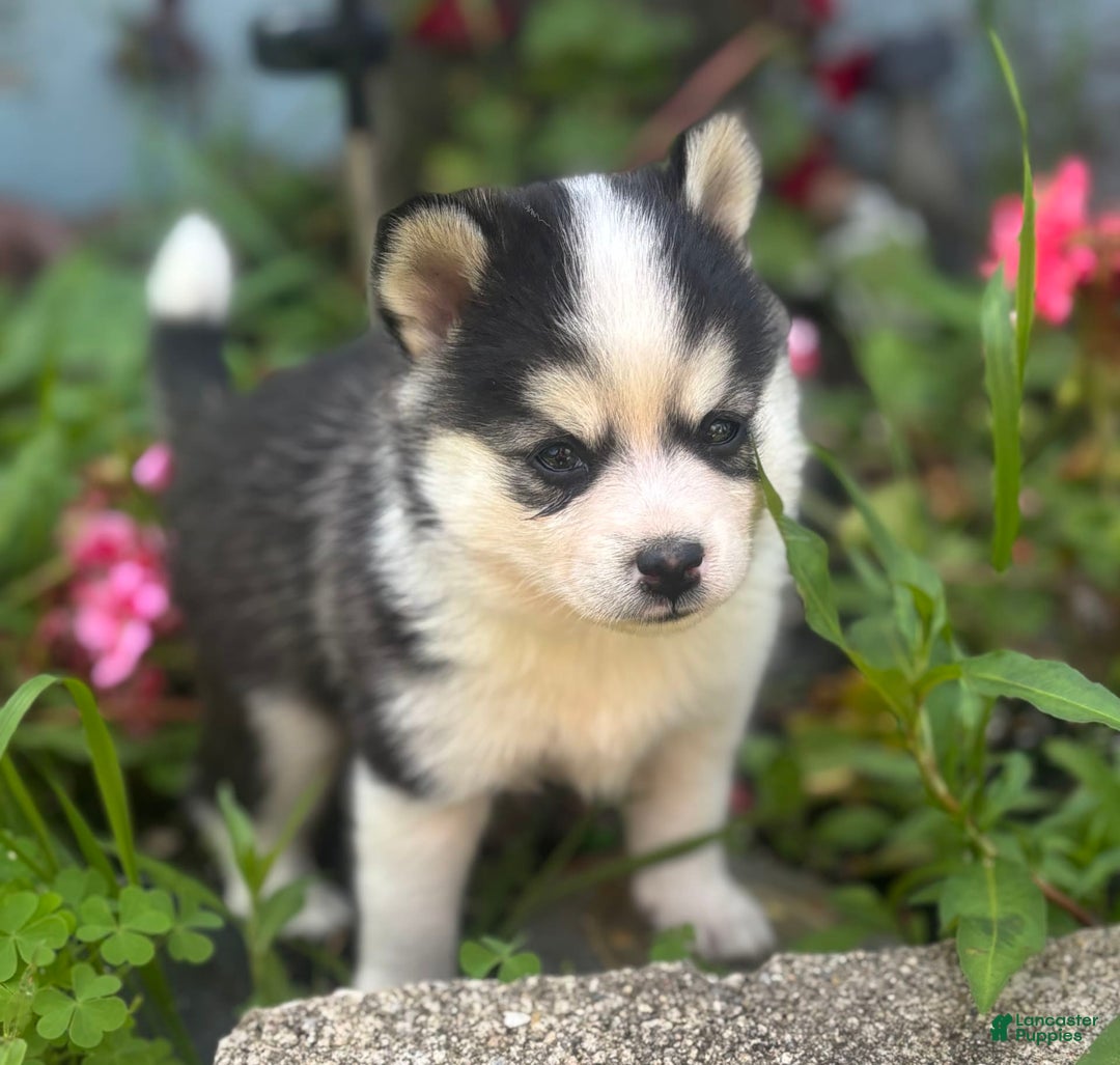 Pomsky dogs for sale: Mylo - Image 5