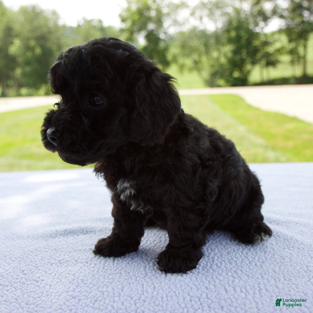 Miniature Poodle dogs for sale: Ollie - Image 8