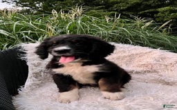 Bernedoodle dogs for sale: Ranger - Image 9