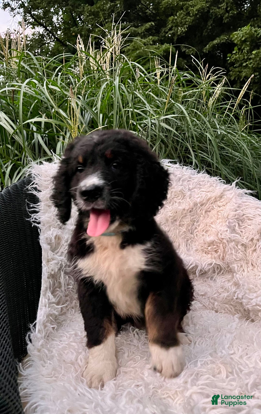 Bernedoodle dogs for sale: Ranger - Image 9