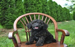 Mini Goldendoodle dogs for sale: Major - Image 2