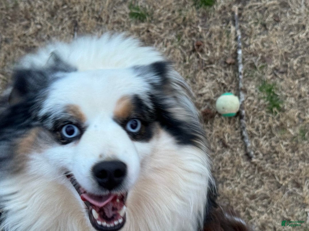  dogs for sale: Archie - Image 2