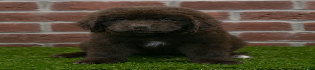 Winnie