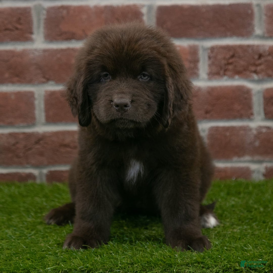 Newfoundland dogs for sale: Winnie - Image 1