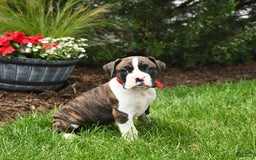 Boxer dogs for sale: Hunter - Image 6