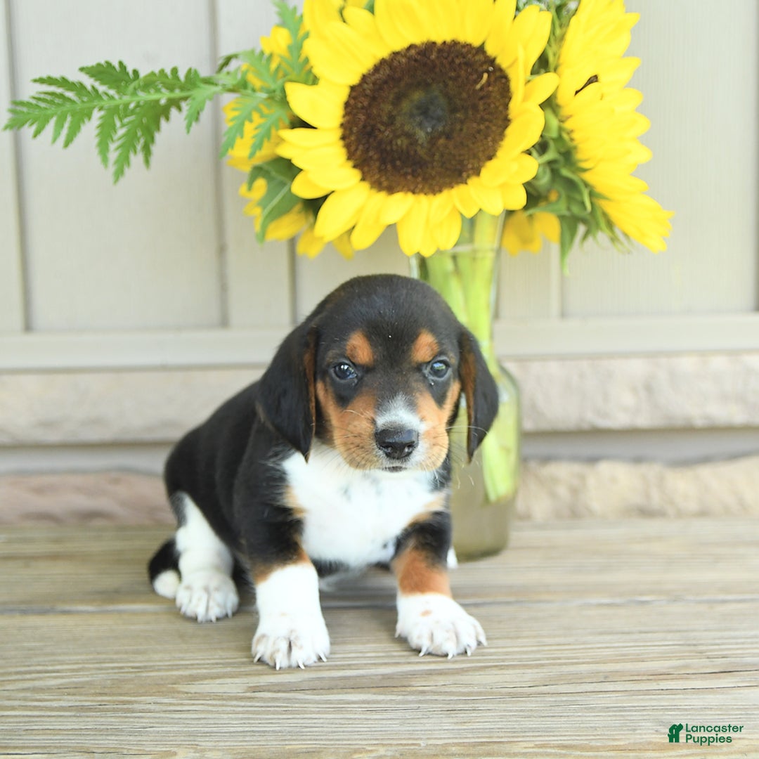 Beagle dogs for sale: Toto - Image 1