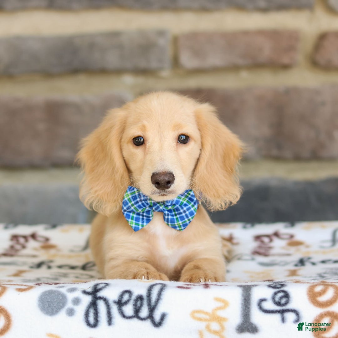 Miniature Dachshund dogs for sale: Parker - Image 4
