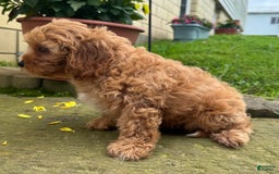 Cavapoo dogs for sale: Olivia - Image 8