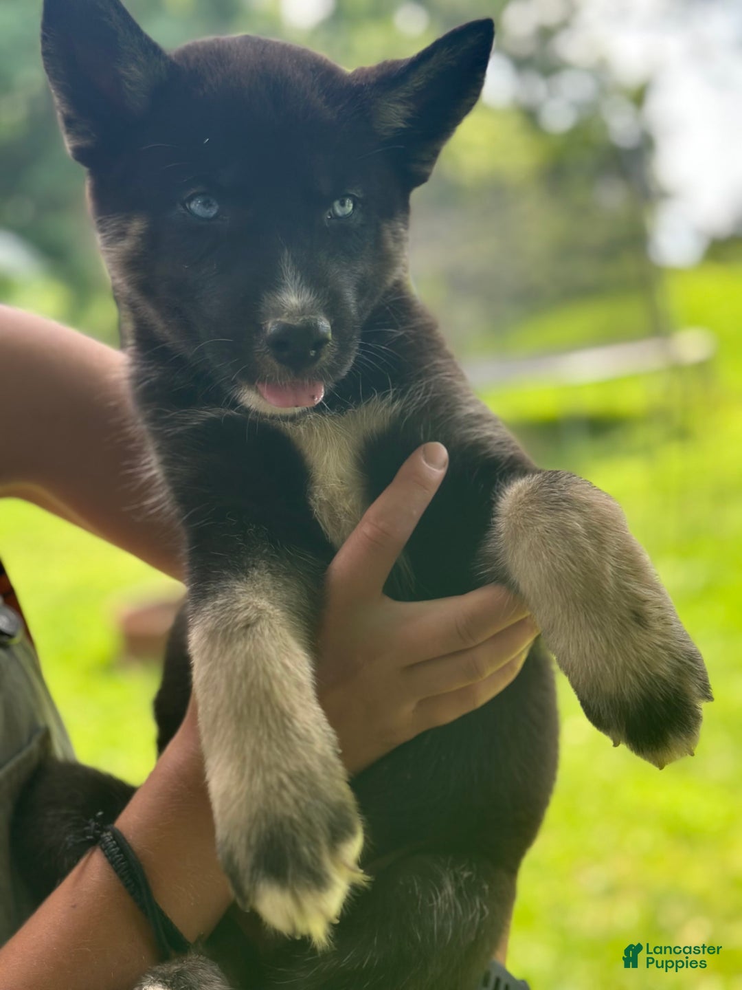 Gerberian Shepsky dogs for sale: Pixy - Image 14