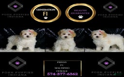 Maltipoo dogs for sale: Prissy - Image 2