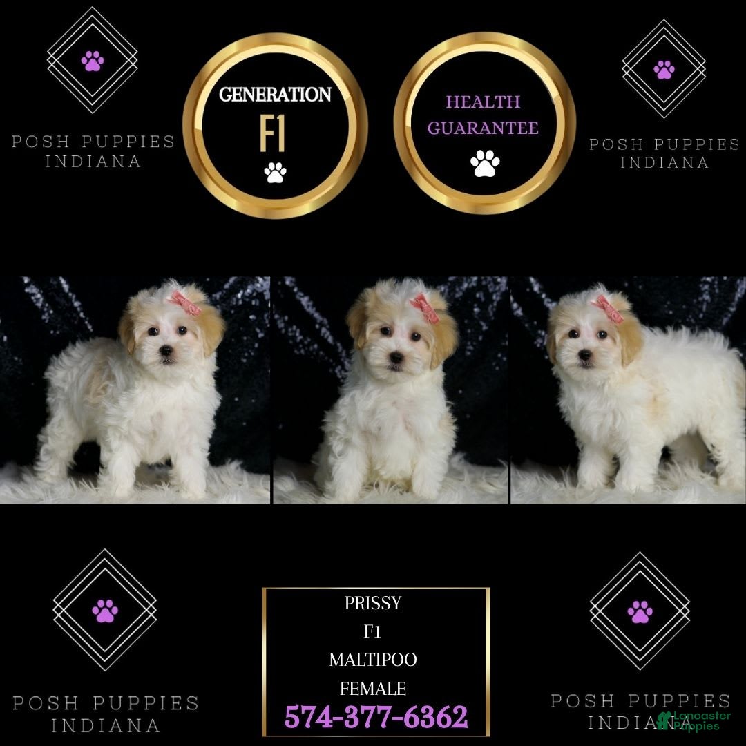 Maltipoo dogs for sale: Prissy - Image 2