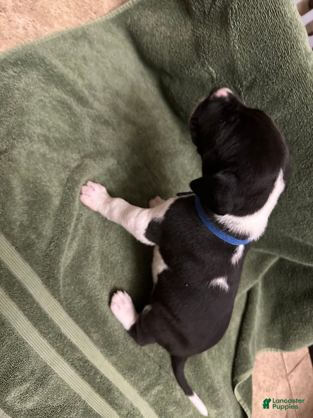 Great Dane dogs for sale: Blue Boy - Image 7