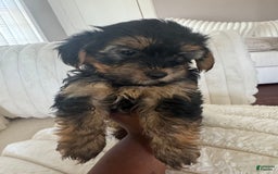 Yorkshire Terrier dogs for sale: Prissy - Image 2