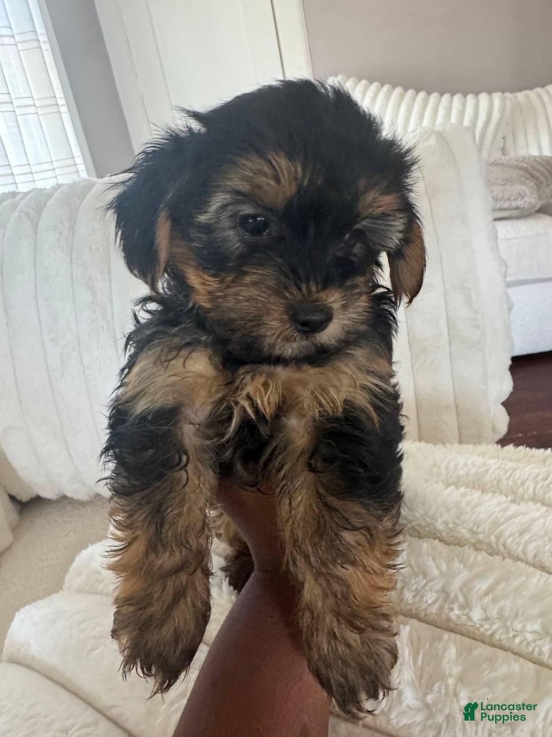 Yorkshire Terrier dogs for sale: Prissy - Image 2