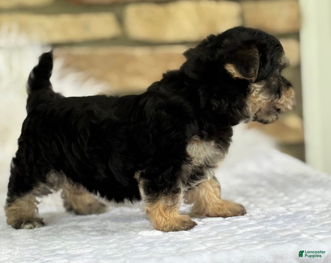 Morkie dogs for sale: Abbie - Image 3