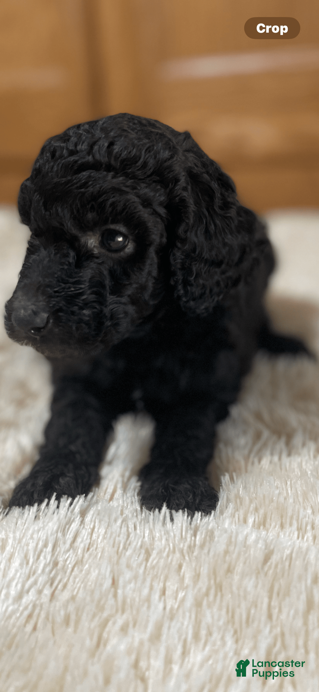 Standard Poodle dogs for sale: Twin - Image 3