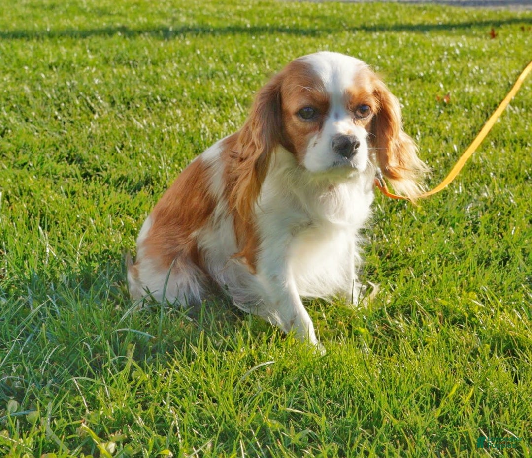 Cavapoo dogs for sale: Cocoa - Image 8