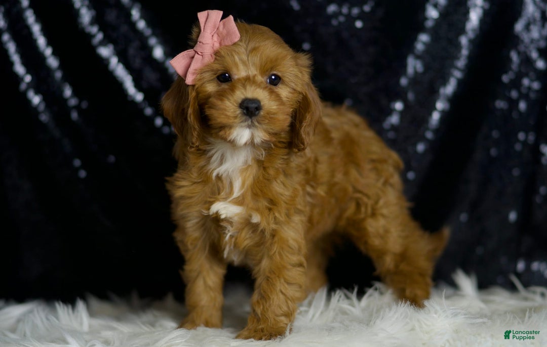 Cavapoo dogs for sale: Nala - Image 3