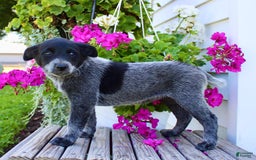 Australian Cattle Dog dogs for sale: Brenda - Image 3