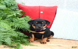 Rottweiler dogs for sale: Rosie - Image 4