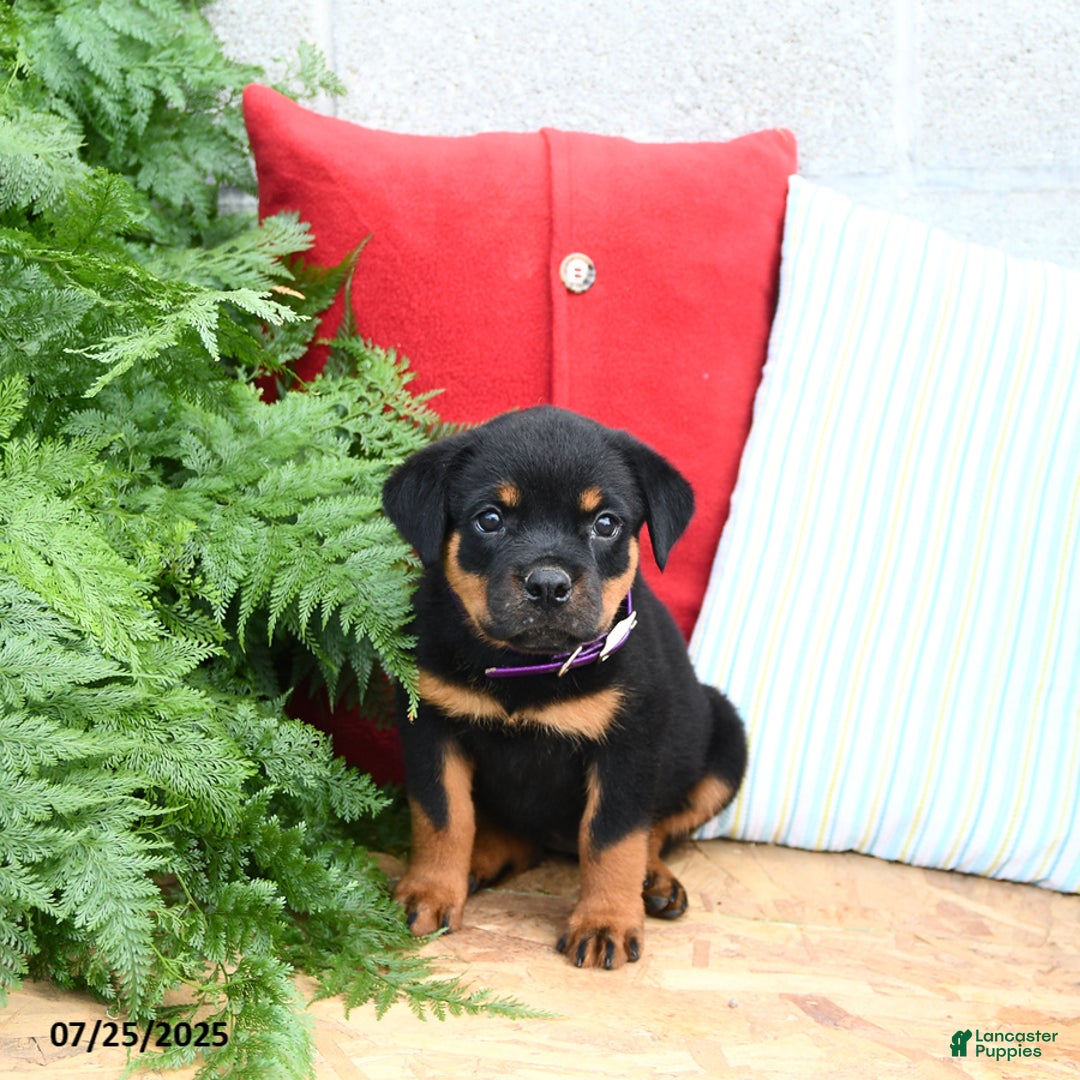 Rottweiler dogs for sale: Rosie - Image 4
