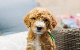 Standard Poodle dogs for sale: Pickles - Image 4
