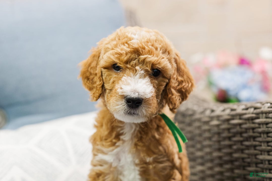 Standard Poodle dogs for sale: Pickles - Image 4