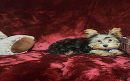Yorkshire Terrier dogs for sale: Maui - Image 6