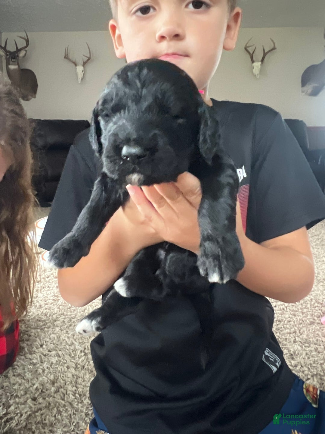 Goldendoodle dogs for sale: Skye - Image 3