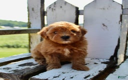 Mini Goldendoodle dogs for sale: Kala - Image 4