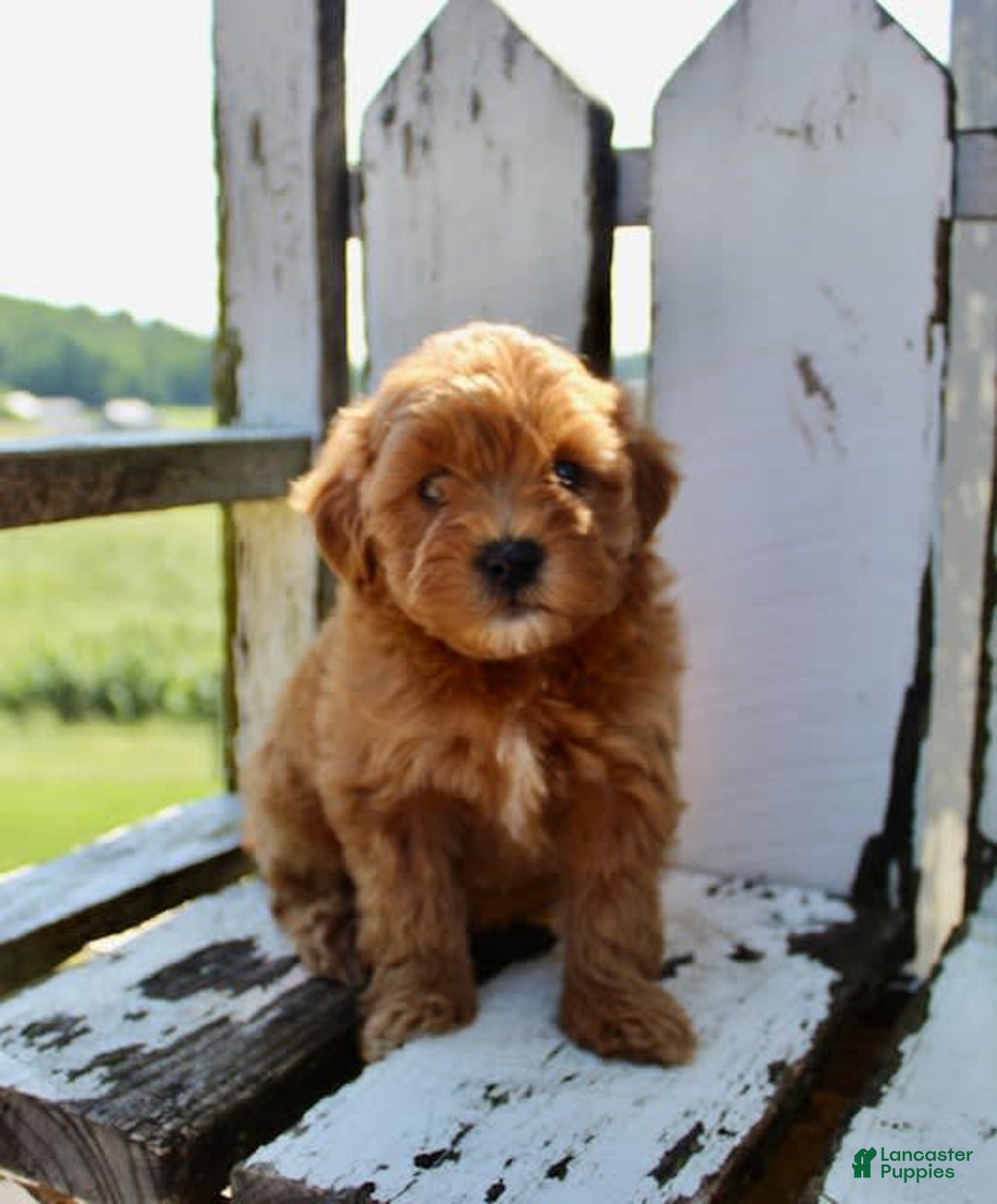 Mini Goldendoodle dogs for sale: Kala - Image 4