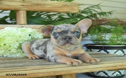 French Bulldog dogs for sale: Toby - Image 5