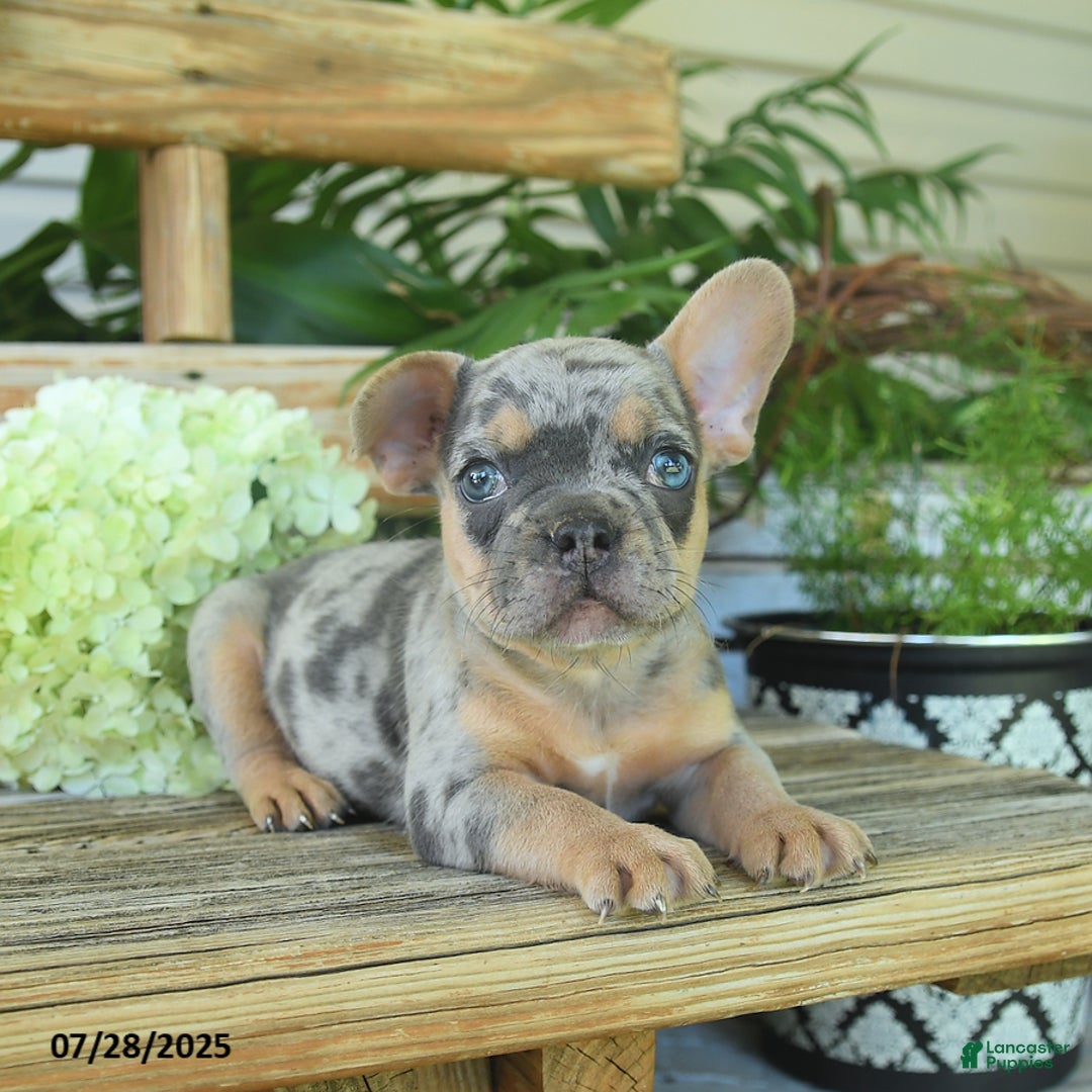 French Bulldog dogs for sale: Toby - Image 5