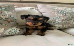 Yorkshire Terrier dogs for sale: Cash - Image 1