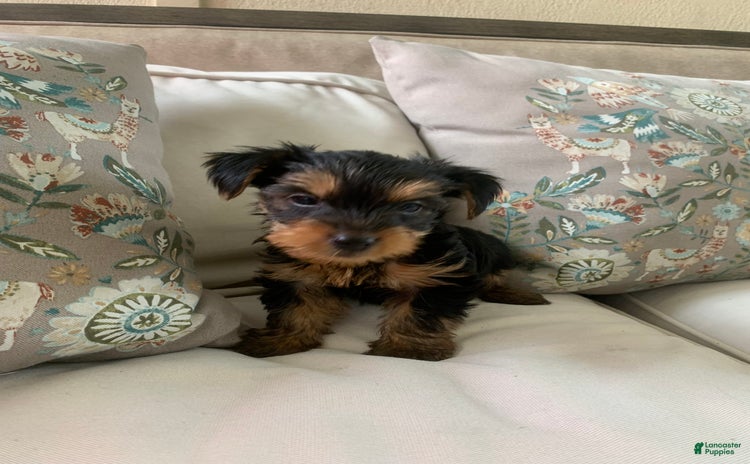 Yorkshire Terrier dogs for sale - Ad 3
