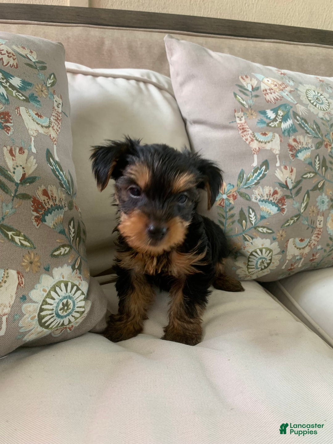 Yorkshire Terrier dogs for sale: Cash - Image 1